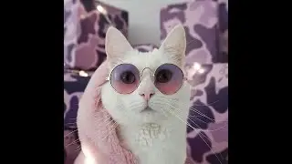 Funniest Cats JUMPING and FALLING Fails | Best Compilation 2022