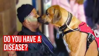Animals Solved a Medical Problem That We Couldn't