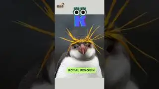 ABC Penguin Song | Letter PQRS | Learn Alphabets, English and Animals for Kids (Fun)