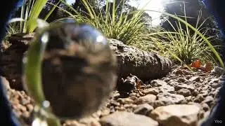 Ant's Perspective: Macro World with Veo 3.1 [85/100]