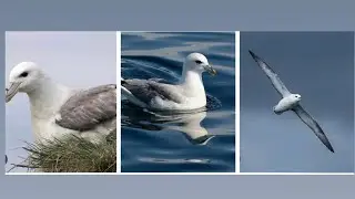 Unsinkable Seabird Northern Fulmar #trending #facts #fulmar #seabird #video #viralvideo #birds #wild