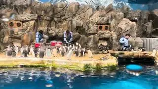 21/2 Penguin 🐧 餵飼企鵝 South Pole Spectacular [Ocean Park]