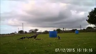 Buzzard, Magpies and Crows  Edgcumbe in Wendron 11082015 Ltl-6210MC