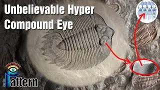 Unbelievable Trilobite Hyper Compound Eye