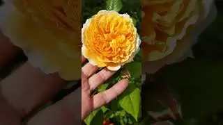 Роза английская Thomas Graham |Englische Rose #englischerosen #thomasgraham #английскиерозы