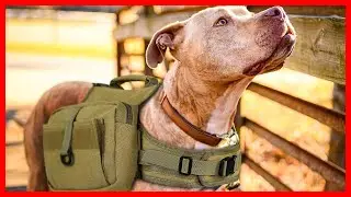 ✅Top 5 Best Dog Backpacks for Hiking in 2026