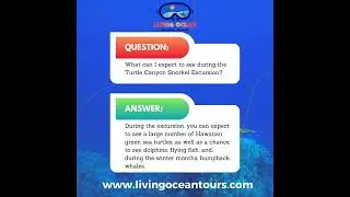 Experience the Rich Marine Life of Hawaii - Dolphins, Whales and Turtles Oh My! - with Living Ocean