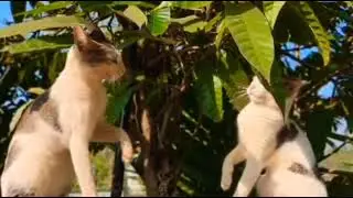 Two little musketeers #meow #doglover #rohitsharma #catlover #freefire #vlogs