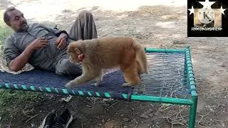 Monkey 🐒 and Dog 🐶🐕 Funny video / #angrymonkey /fun duniya #shortsfeed