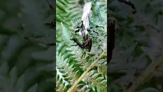 Rare Dragon Mantis Stenophylla catches and eats spider#shorts#insects