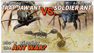 ANT'S UFC (TRAPJAW VS. CARPENTER ANT) | Колония D