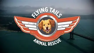 Спасение животных Flying Tails