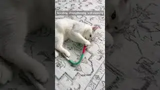 Chew Rope for Cat Dental Health! #cute #catlover #fok #funycats #cattoys