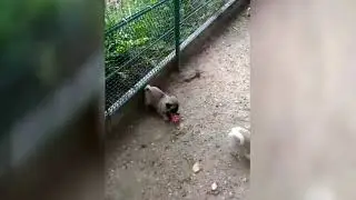 Щенячий восторг! Щенки мопса
