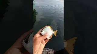 Luckiest Sea Angel Fish.  #fishing #fishingvideos #thoondilulagam #seafishing