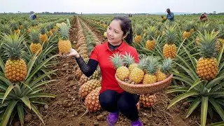 Hanna Harvest Pineapple: Thousands of Sweet & Golden Fruits in the Sun & Sell at the market