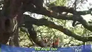 The Angel Oak