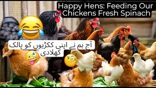 Happy Hens: Feeding Our Chickens Fresh Spinach || organic & cheap feed for chickens || Sky coop farm