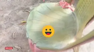 Desi jogad.#desijogad