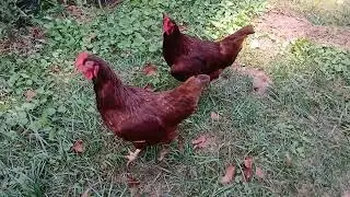 Predator Problems & A Parade of Breeds...Our Small Farm Life VLOG 99