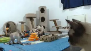 Clone Trooper Kittens - Nala the Nut
