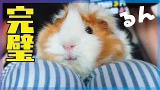 完璧！モルモットの爪切り　cute guineapig