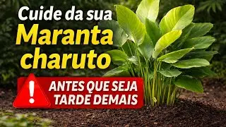 Cuide bem da sua maranta charuto, veja as dicas