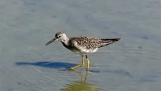 Greater Yellowlegs Feeding ~ Delta, British Columbia
