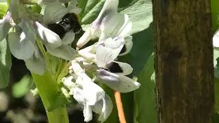 Broad bean - Vicia faba - B&oacute;ndabaunir - Ertubl&oacute;ma&aelig;tt - Matjurt