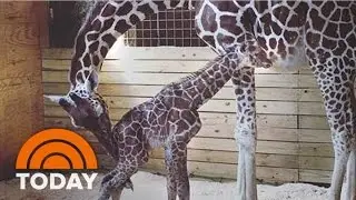 April The Giraffe Finally Gives Birth, Baby Giraffe's Voted Online With Donation | TODAY