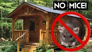 How To Get Rid of House Mice (2 Easy Steps) In Your Off-Grid Cabin, Homestead, or Out Buildings