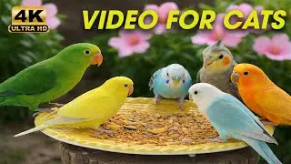 Cat TV 🐦 Birds & Squirrels Playing in the Sun 🌞 | 3 Hours of Mischievous Fun for Cats