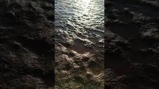 apanha de lingueir&atilde;o na ria de Alvor