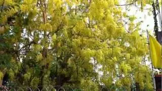 National Flower of Thailand - Cassia fistula (Ratchaphruek)
