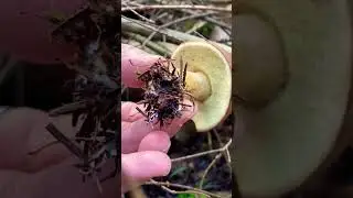 essbare und giftige Pilze