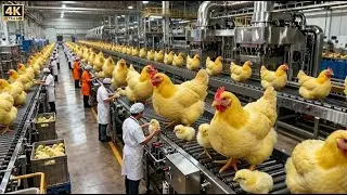Inside a Chicken Mega Factory 🐔  From Eggs to Chicks &ndash; Complete Industrial Production Process