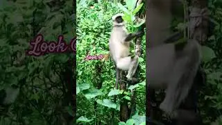 🐵🐒#monkey#monkeys#yt#youtube#shorts#weekendtime#saturday#plants#monkeyvideo#cuteanimals#monkeylove