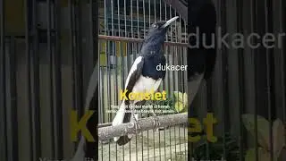 kacer konslet gacor ampuh bikin emosi