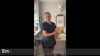 How to wash your dog safely at home.