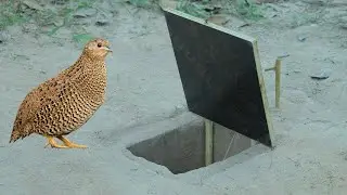Bird Trap Using from Wood & Deep Hole - Easy Build Bird Trap