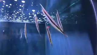 Knife fish, stick fish, Razor fish which one is correct win a prize with Johnny