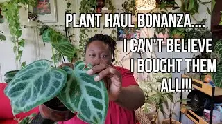 Massive Plant Haul