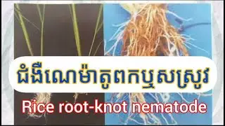 ​EP467 ជំងឺណេម៉ាតូតពកឬសស្រូវ (Rice root knot nematode)#linchengruy #farming #agriculture #humicacid
