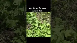 Dangers in the Garden #farming #dangerous #garden  #shorts