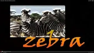 African zebra