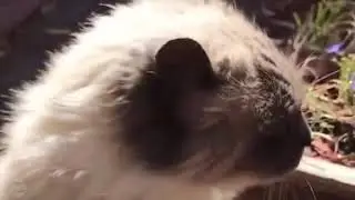 clipclaps watch funny videos and earn $$$