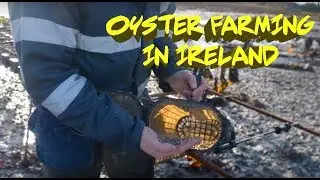 Oyster Farming in the West of Ireland