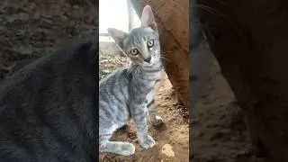 Funny Tabby Kitten Wants To Play 😻