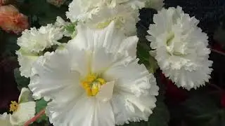 Begonia 'Fimbriata White' tubers