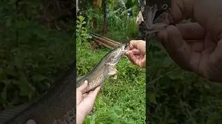 Strike ikan Gabus Pinggiran Bikin Nagih🎣🎣🎣 #castingikangabus #mancing #castinggabusbesar